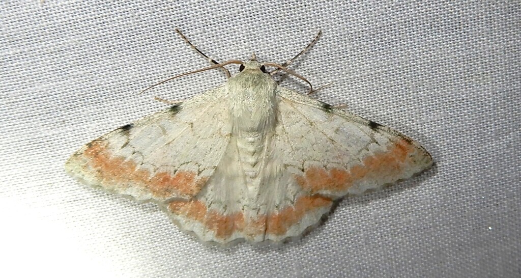 Pingasa herbuloti