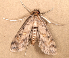 Parapoynx crisonalis