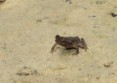 Rhinella proboscidea
