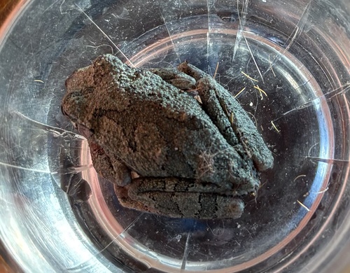 Gray Treefrog observed by dknotts