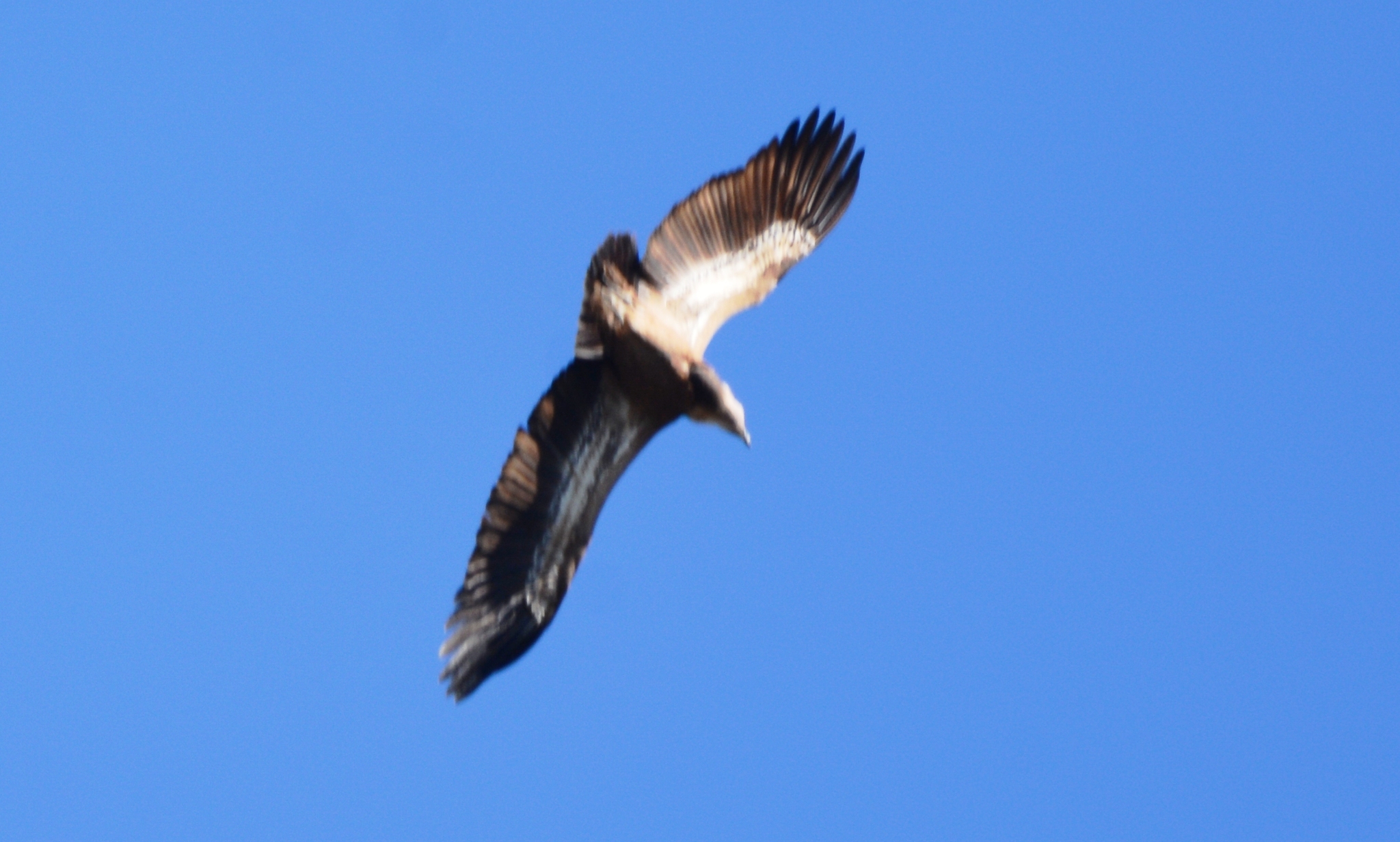 Griffon Vulture (Gyps fulvus), photo 1