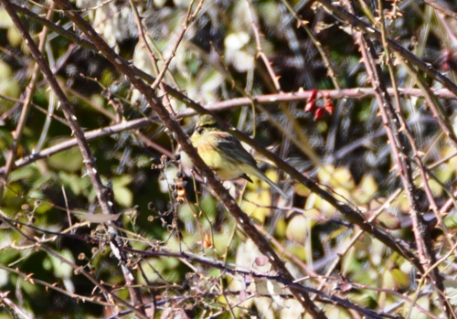 Cirl Bunting (Emberiza cirlus), photo 4