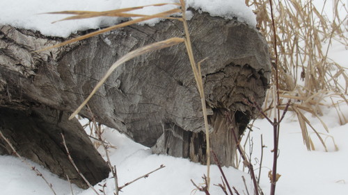 American Beaver photographed in Iowa