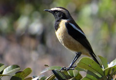 Buff-Streaked Chat photo 1