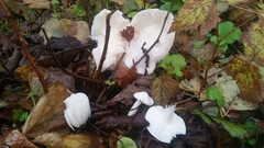 Hygrophorus sitchensis
