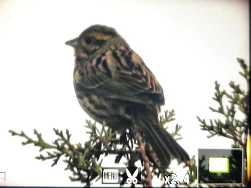 Cirl Bunting (Emberiza cirlus), photo 10