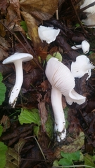 Hygrophorus sitchensis