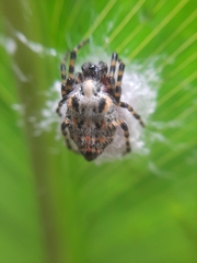Alpaida alticeps