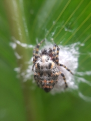 Alpaida alticeps