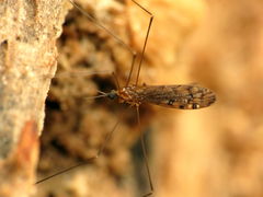 Neolimonia rara