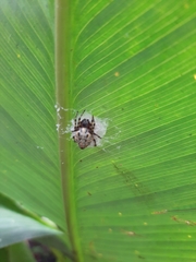Alpaida alticeps