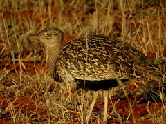 Eupodotis ruficrista