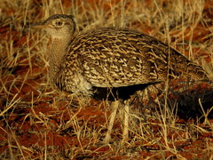 Eupodotis ruficrista