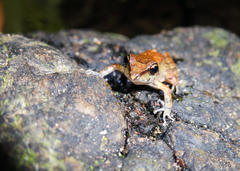 Pristimantis vilarsi