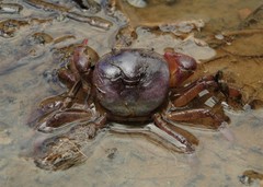 Trichodactylus crassus