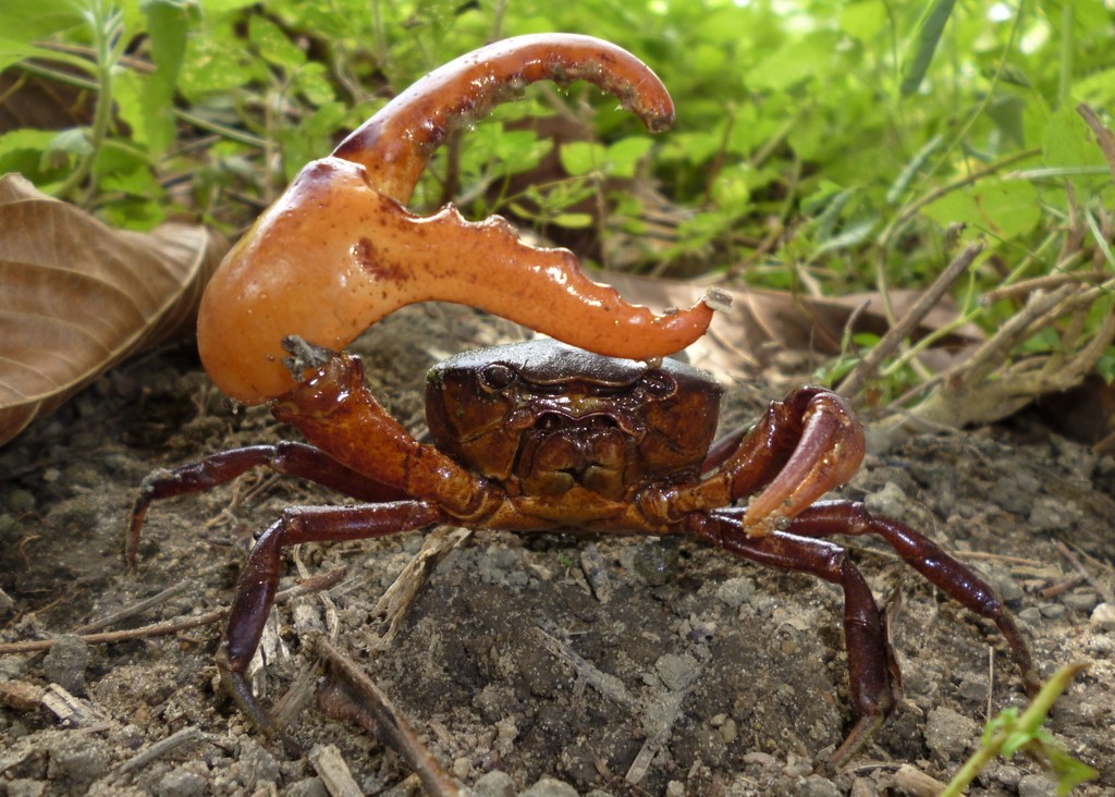 Trichodactylus crassus
