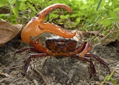 Trichodactylus crassus