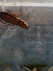 Drymaplaneta semivitta