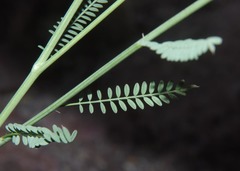 Dalea pringlei pringlei
