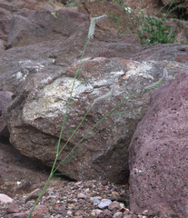 Dalea pringlei pringlei