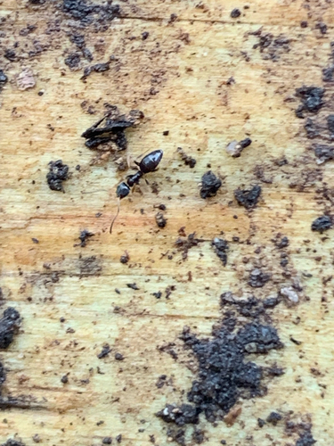 Odorous House Ant
