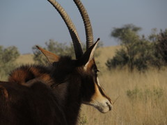 Hippotragus niger niger