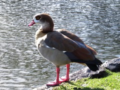 Alopochen aegyptiaca