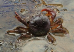 Trichodactylus crassus