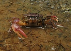 Trichodactylus crassus