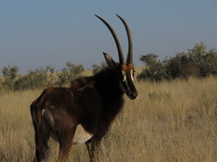 Hippotragus niger niger