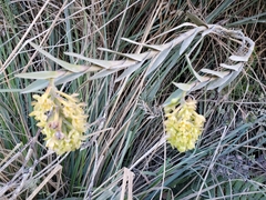 Epidendrum zipaquiranum
