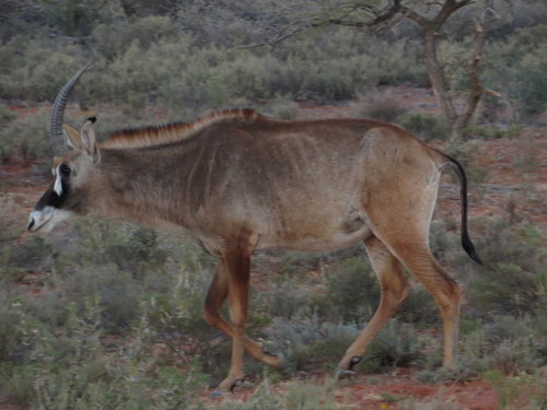 Roan Antelope