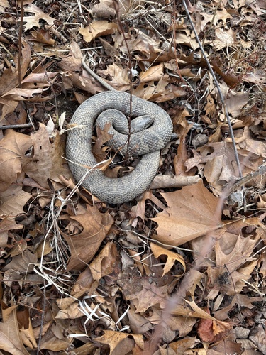 Common Watersnake observed by markusterhorst