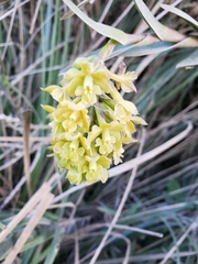 Epidendrum zipaquiranum