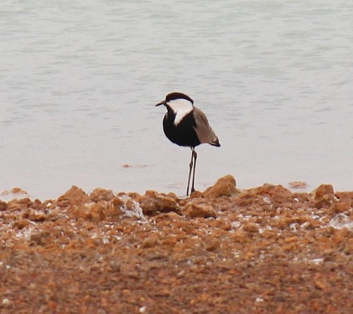 Spur-winged Lapwing
