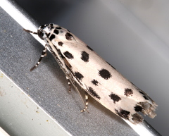 Ethmia sphaerosticha