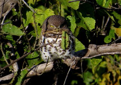 Glaucidium capense