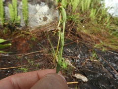 Platycoryne protearum