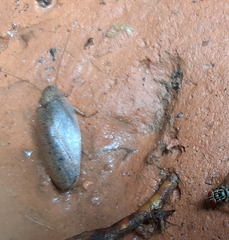 Blattodea