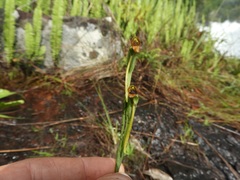 Platycoryne protearum