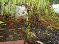 Platycoryne protearum