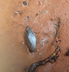 Blattodea