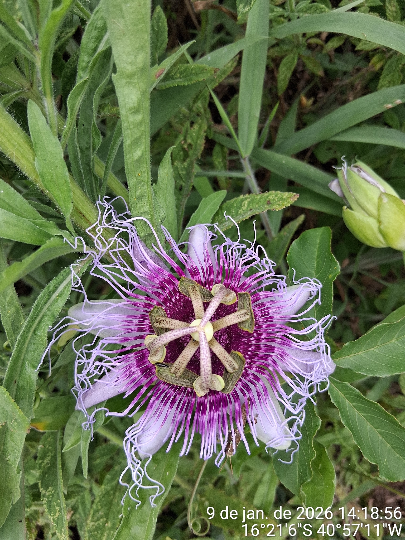 Imagem de Maracujá da caatinga