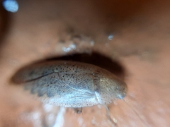 Blattodea