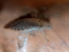 Blattodea