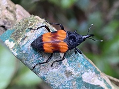 Cactophagus duplocinctus