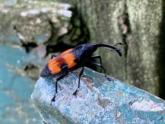 Cactophagus duplocinctus