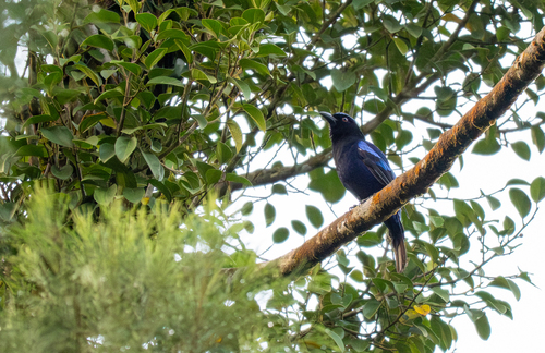 Philippine Fairy-bluebird (Irena cyanogastra)