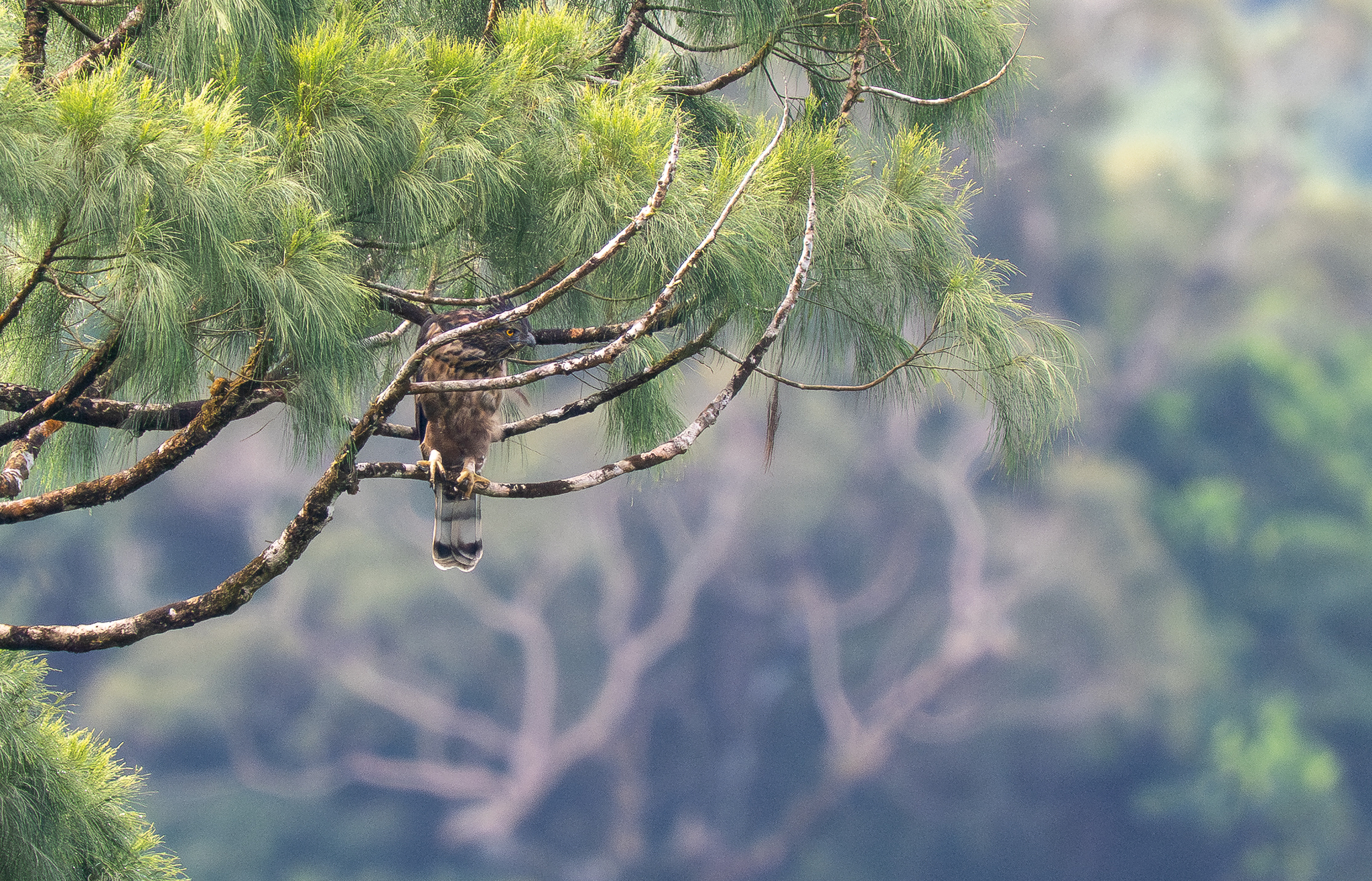 Philippine Hawk-Eagle (Nisaetus philippensis), photo 1