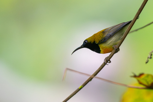 Flaming Sunbird (Aethopyga flagrans)